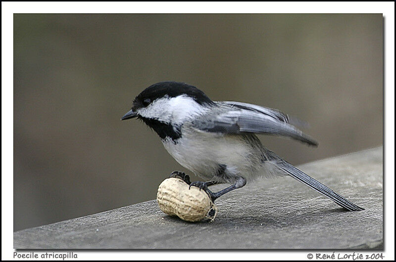 Black-capped Chickadee