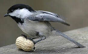 Black-capped Chickadee