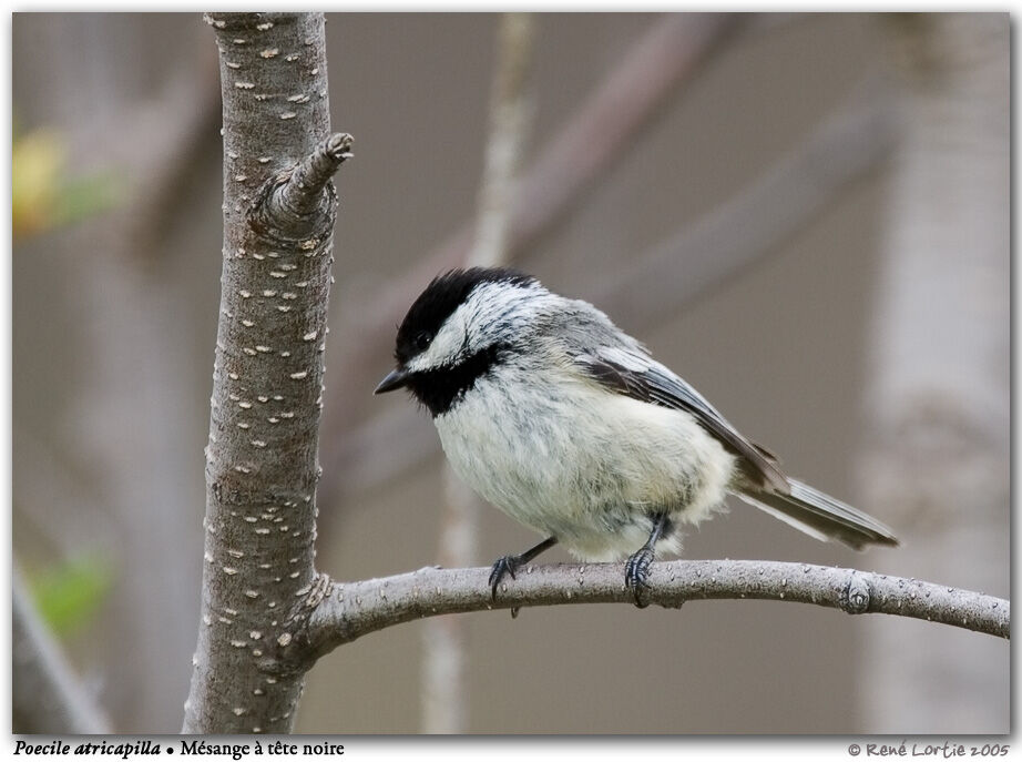 Black-capped Chickadee