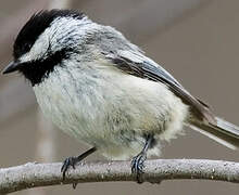 Black-capped Chickadee