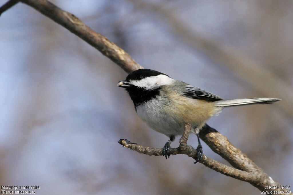 Mésange à tête noire