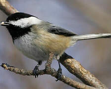 Black-capped Chickadee