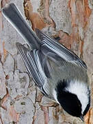 Black-capped Chickadee