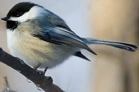 Black-capped Chickadee