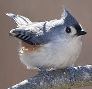 Tufted Titmouse