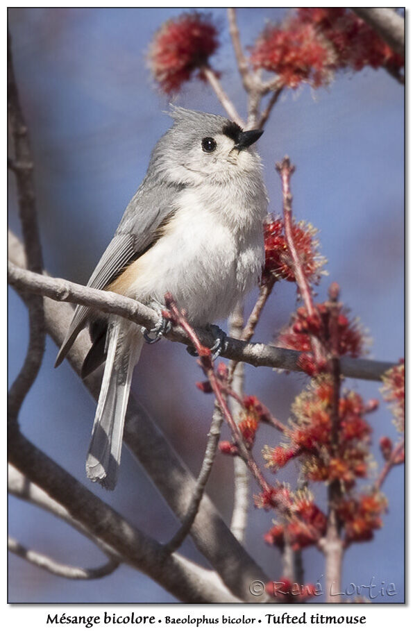 Tufted Titmouse, identification