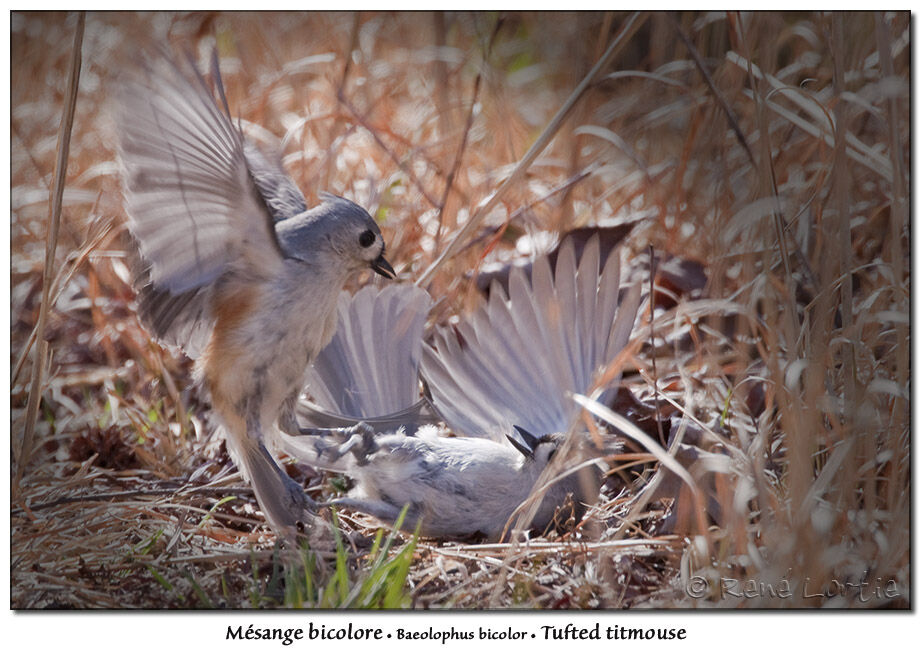 Tufted Titmouse, Behaviour