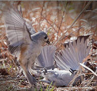 Tufted Titmouse