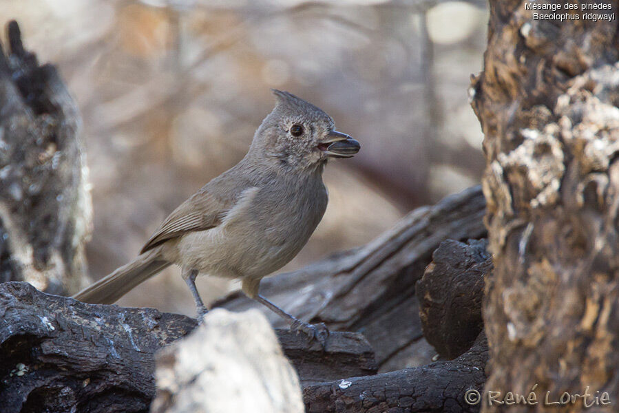 Juniper Titmouseadult, identification