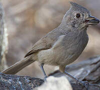 Juniper Titmouse