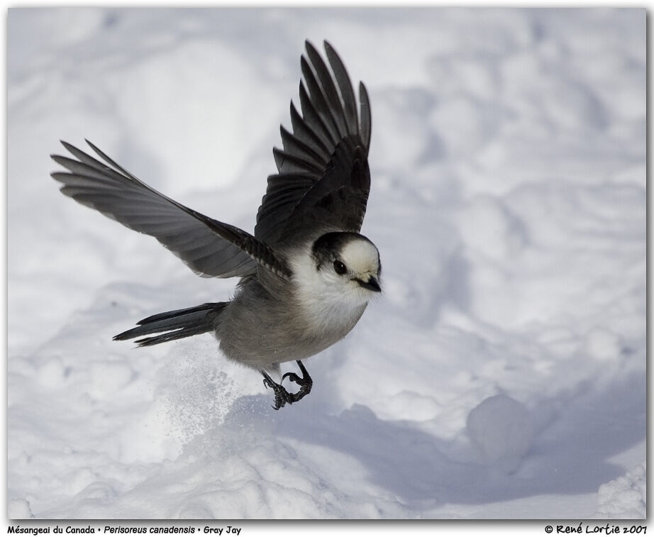 Grey Jayadult