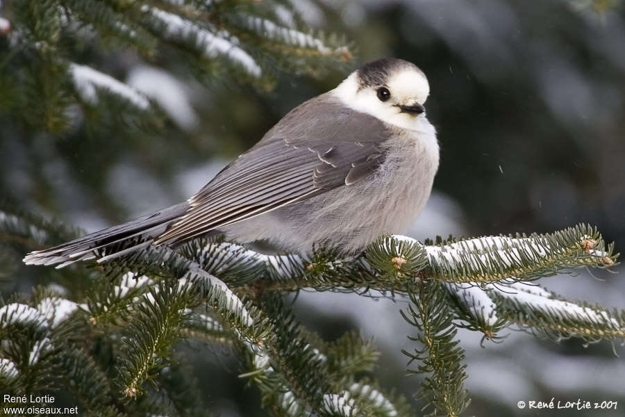 Canada Jayadult, identification