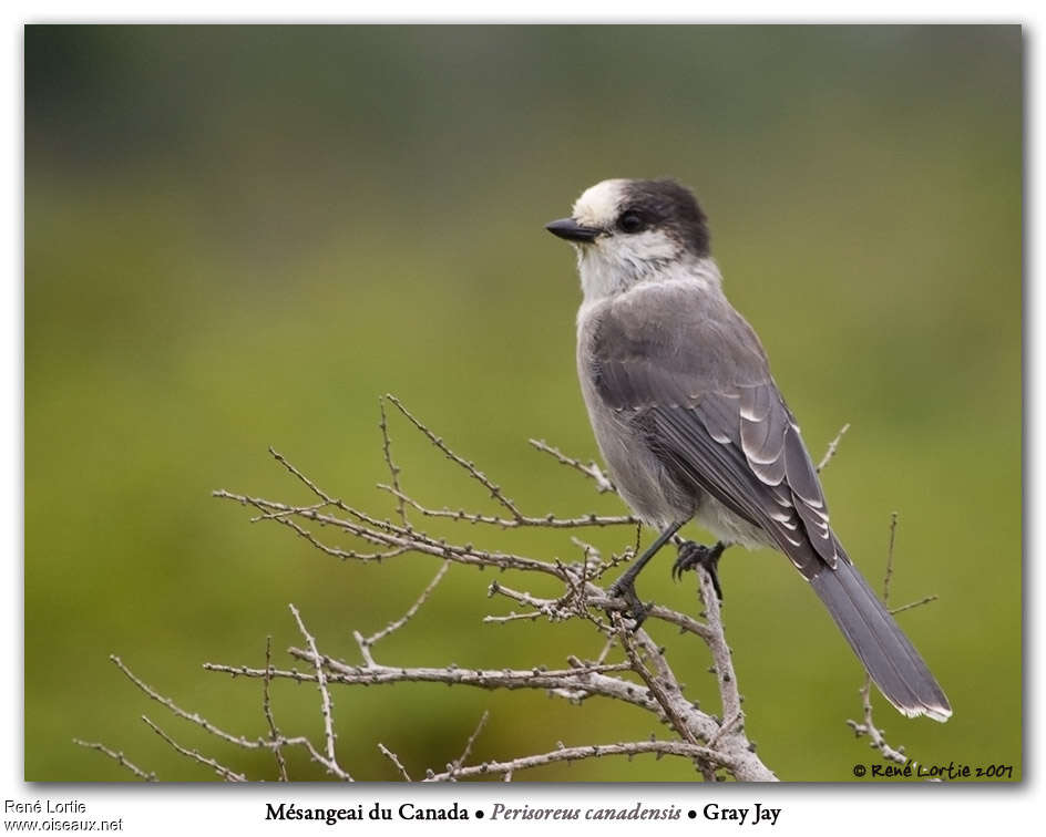 Mésangeai du Canadaadulte nuptial, identification