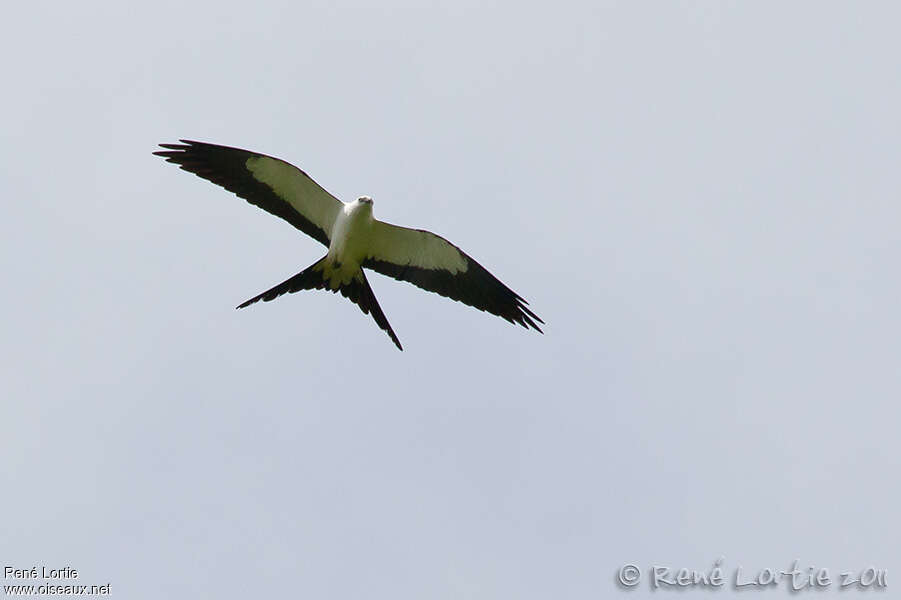 Swallow-tailed Kiteadult, Flight