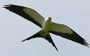 Swallow-tailed Kite