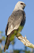 Mississippi Kite