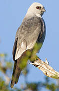 Mississippi Kite