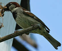 House Sparrow