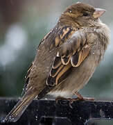 Moineau domestique