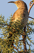 Curve-billed Thrasher