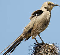 Curve-billed Thrasher