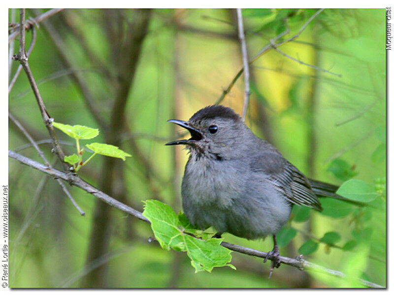 Grey Catbird