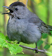 Grey Catbird