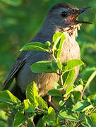 Grey Catbird