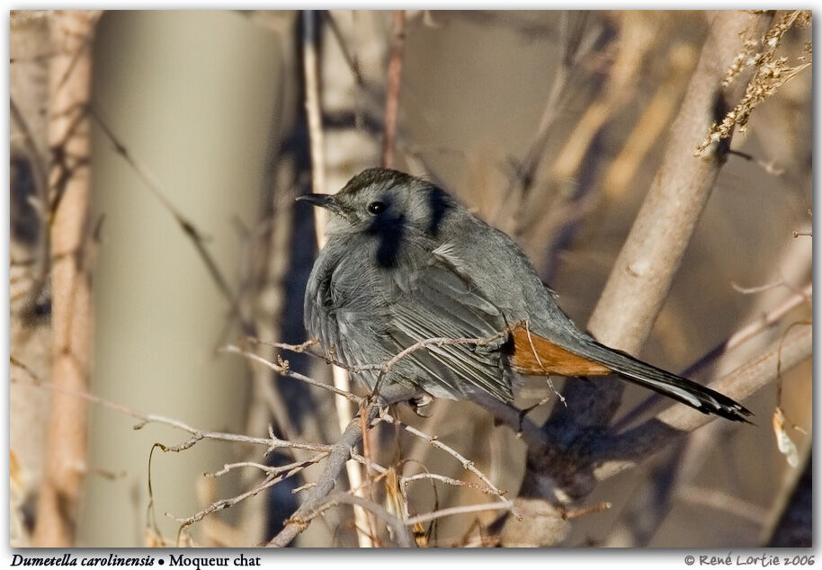 Grey Catbird