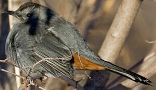 Grey Catbird