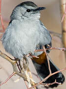 Grey Catbird