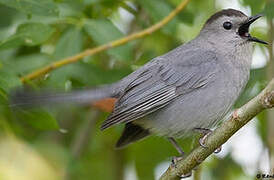 Grey Catbird