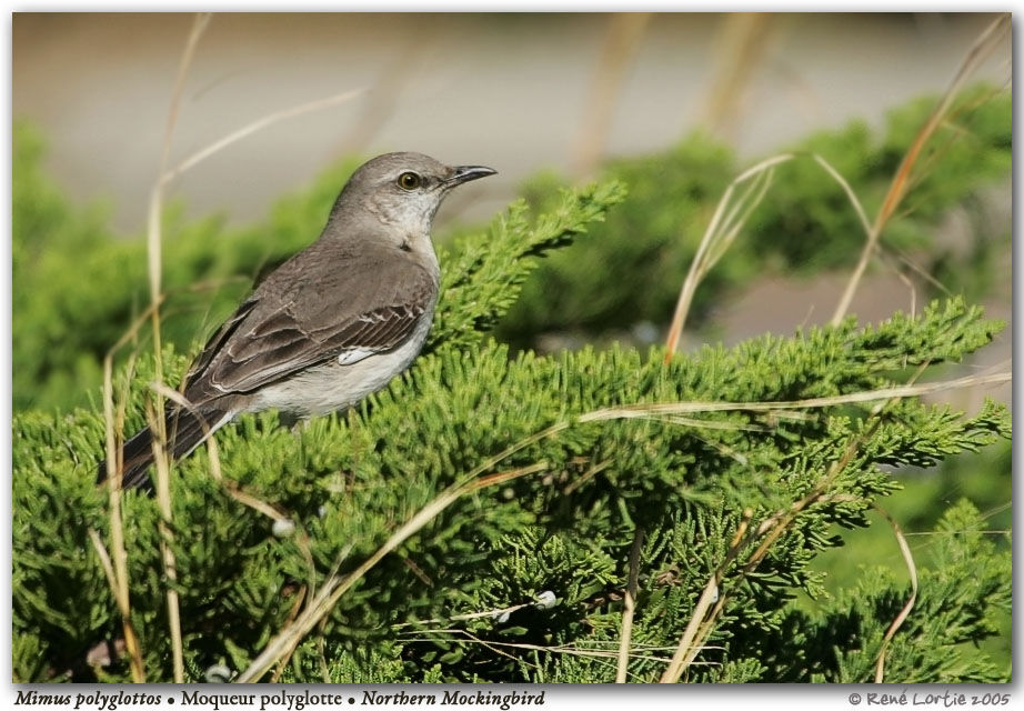 Northern Mockingbird