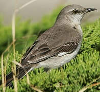 Northern Mockingbird