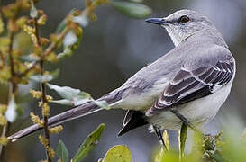 Northern Mockingbird