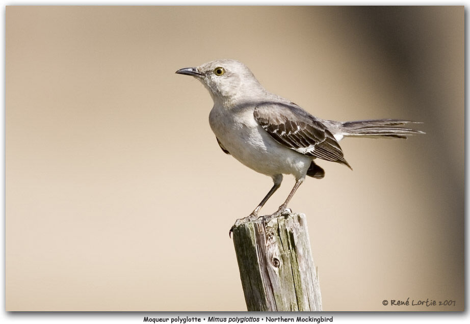 Northern Mockingbirdadult