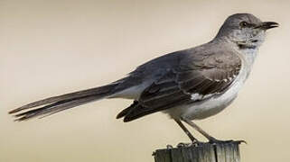 Northern Mockingbird