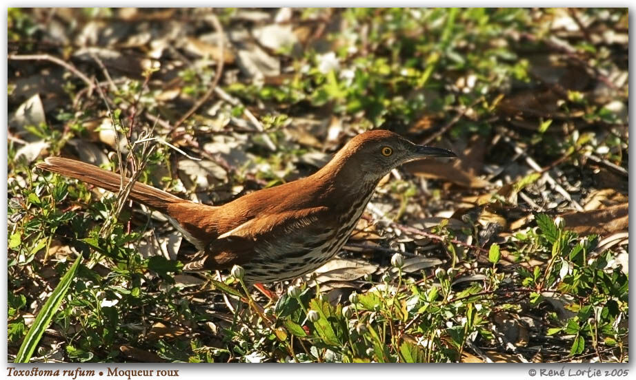 Brown Thrasher