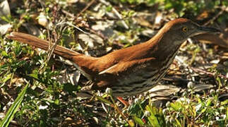 Brown Thrasher