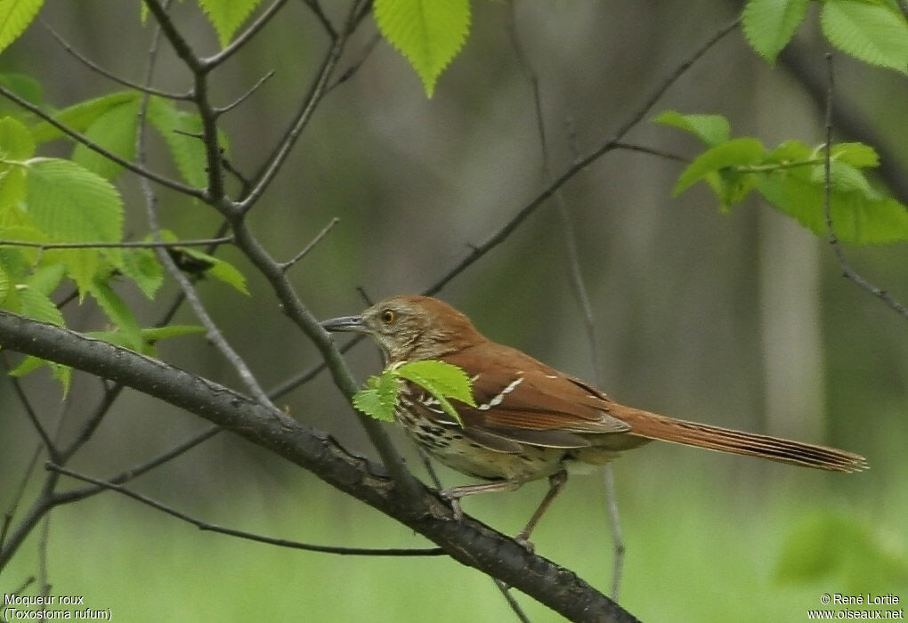 Brown Thrasher