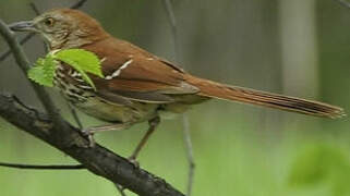 Brown Thrasher