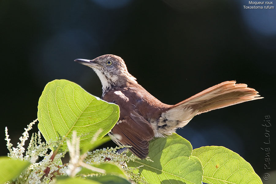 Moqueur rouxadulte, identification, Comportement