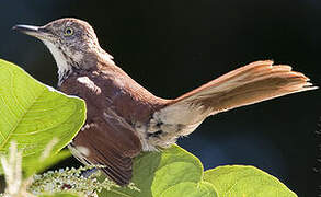 Brown Thrasher