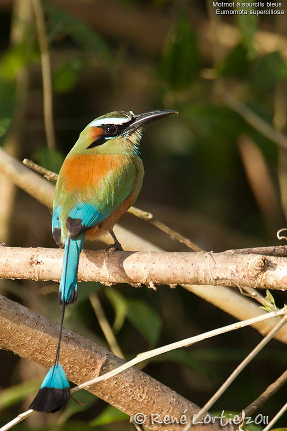 Turquoise-browed Motmotadult, identification