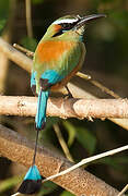 Motmot à sourcils bleus