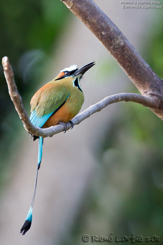 Motmot à sourcils bleusadulte, identification