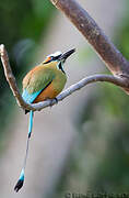 Motmot à sourcils bleus