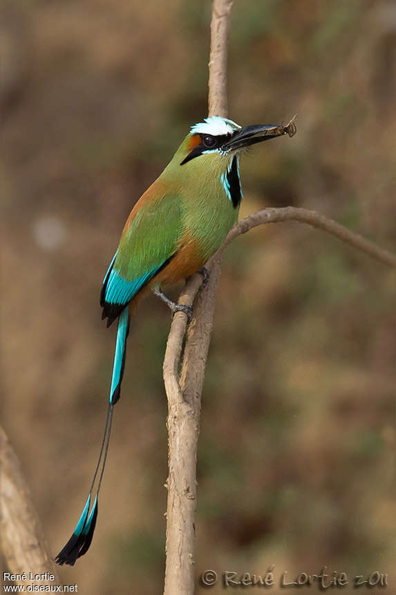 Turquoise-browed Motmotadult, pigmentation, feeding habits