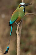 Motmot à sourcils bleus