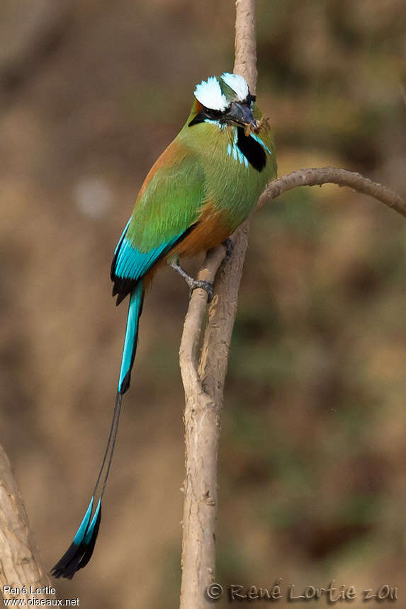 Motmot à sourcils bleusadulte, portrait, régime